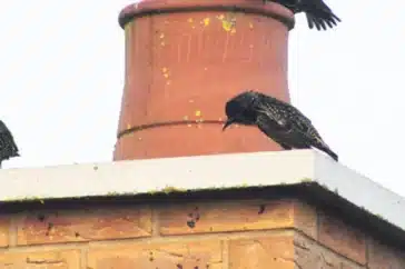 How Long For A Bird Stuck In Chimney To Die