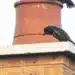 How Long For A Bird Stuck In Chimney To Die