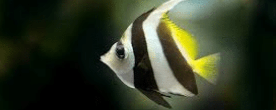 Angel Fish For Sale