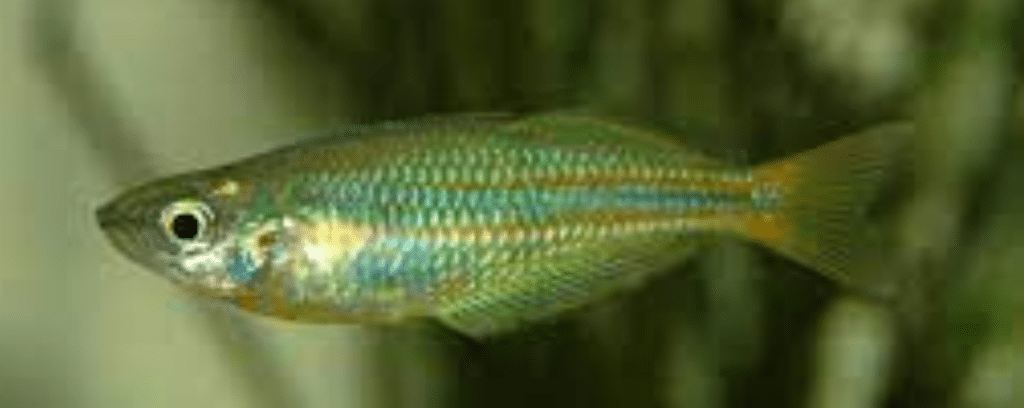 Australian Rainbow Fish