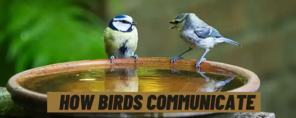 How Birds Communicate