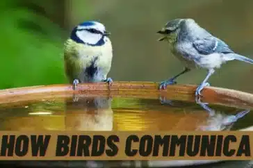 How Birds Communicate