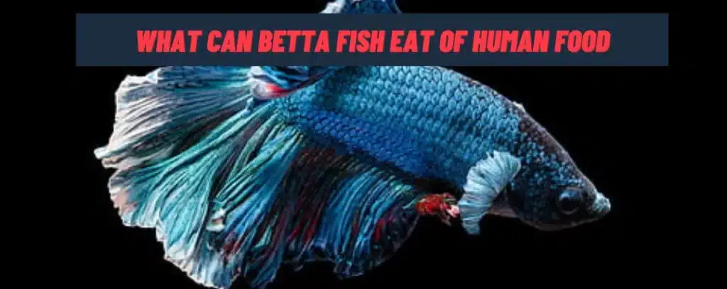 What Can Betta Fish Eat Of Human Food