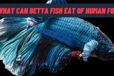 What Can Betta Fish Eat Of Human Food