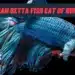 What Can Betta Fish Eat Of Human Food