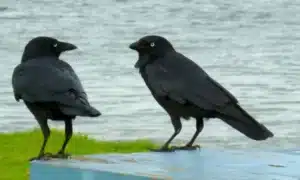 How Birds Communicate