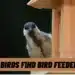 How Do Birds Find Bird Feeders