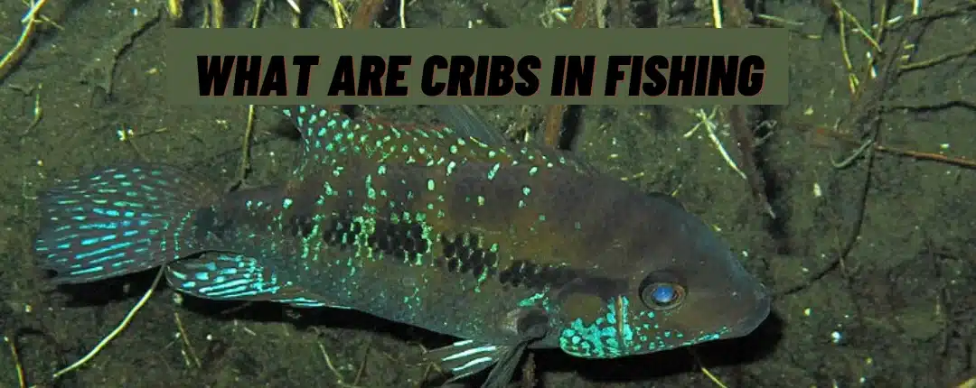 What Are Cribs In Fishing