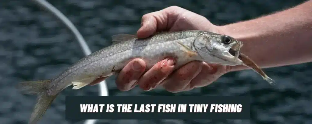 What Is The Last Fish In Tiny Fishing