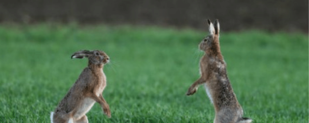 how high can rabbits jump