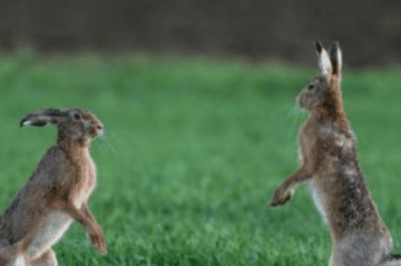 how high can rabbits jump