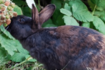 Can Rabbits Eat Blackberries