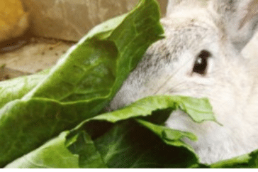 Can Rabbits Eat Broccoli