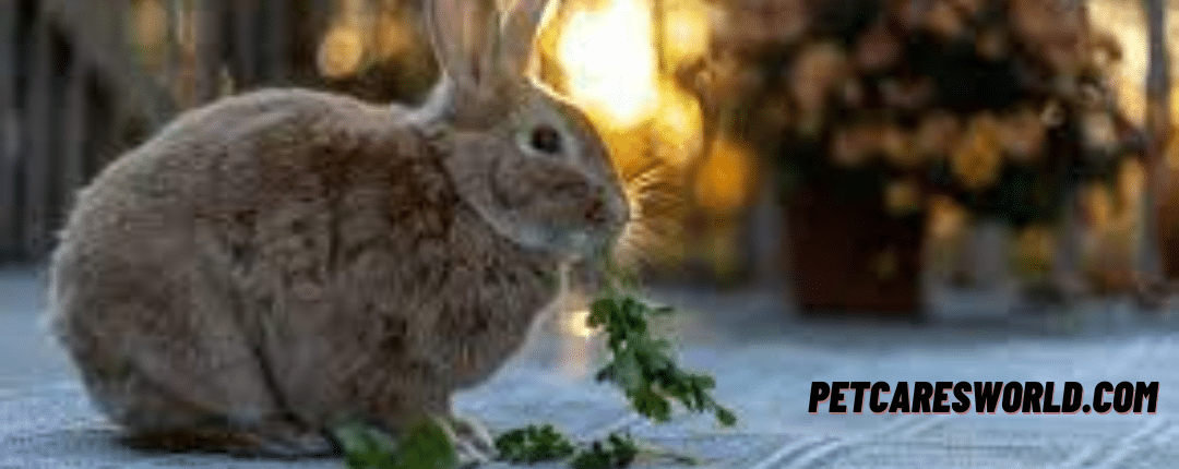Can Rabbits Eat Cilantro