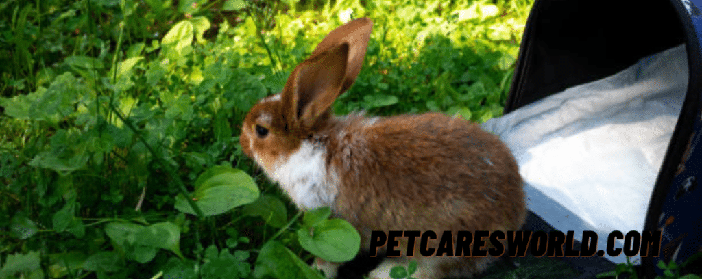 Can Rabbits Eat Dandelions