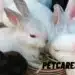 Can Rabbits Eat Mushrooms