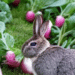 Can Rabbits Eat Radishes