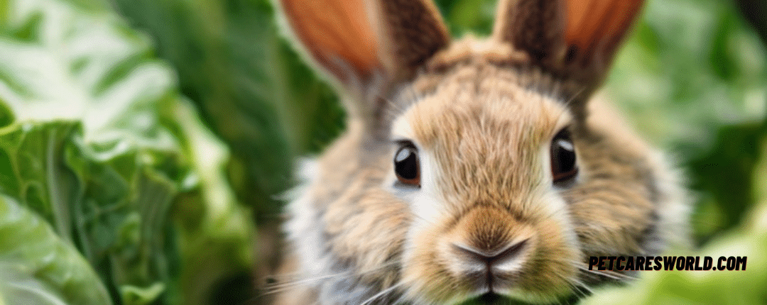 Can Rabbits Eat Romaine Lettuce