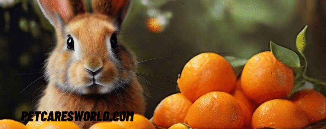 Can Rabbits Have Oranges