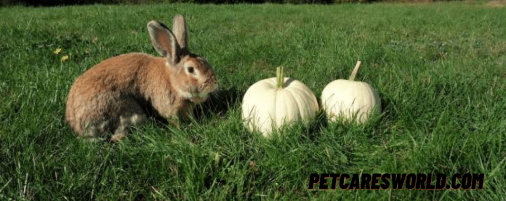 Can Rabbits Have Pumpkin