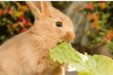 How Long Can A Rabbit Go Without Eating