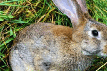 How Long Can Rabbits Go Without Food