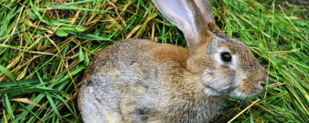 How Long Can Rabbits Go Without Food