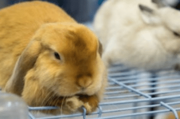 How Much Does It Cost To Neuter A Rabbit