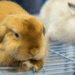 How Much Does It Cost To Neuter A Rabbit