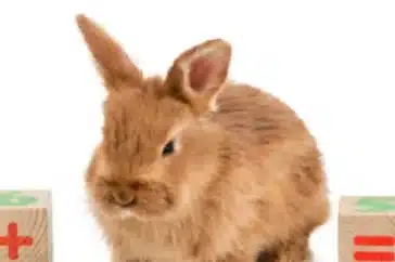 How Smart Are Rabbits