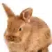 How Smart Are Rabbits