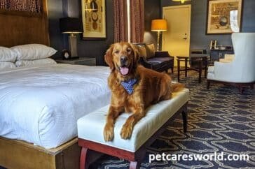 cheap hotel pet friendly