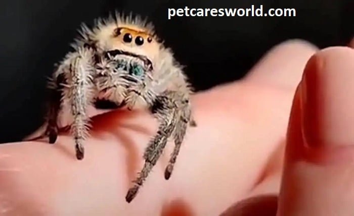 pet jumping spider