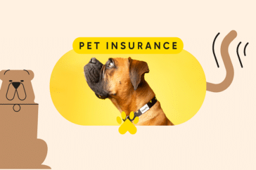 pet insurance