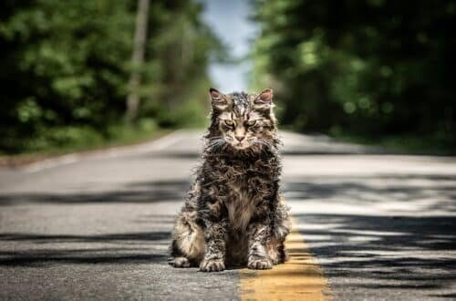 pet sematary