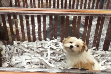 pet stores near me