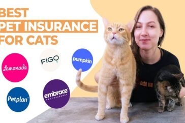 best pet insurance