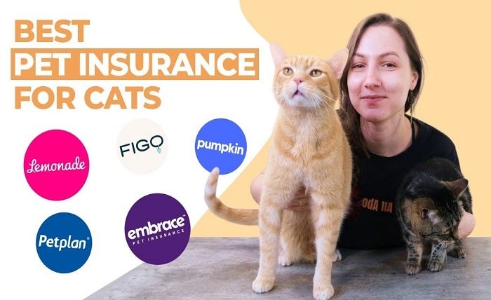 best pet insurance