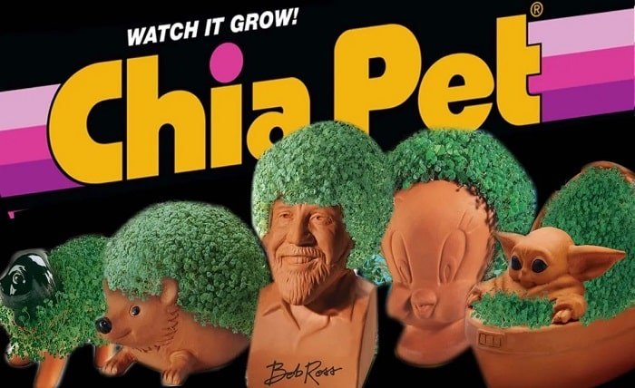 chia pet