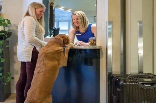 pet friendly hotels near me