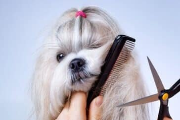 pet grooming