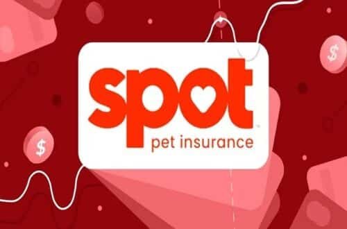 spot pet insurance