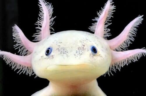 axolotl pet