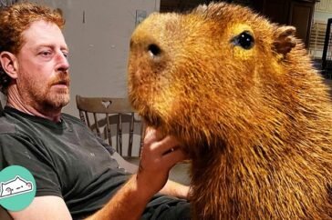 capybara pet