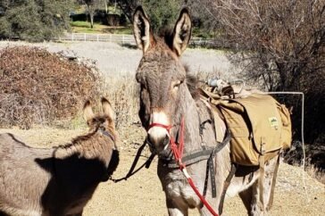 pet donkey wild elk