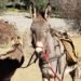 pet donkey wild elk