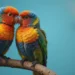 African Love Birds Price in India: Unveiling the Ultimate Guide for Pet Enthusiasts