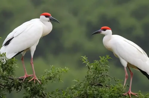 bird migration reading answers in India: Nature's Marvel