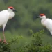 bird migration reading answers in India: Nature's Marvel