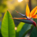 Bird of Paradise Plant for Sale in India: Unlock the Ultimate Tropical Beauty with Exclusive Offers